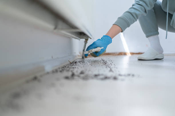 Trusted Rockwall, TX Pest Control Experts